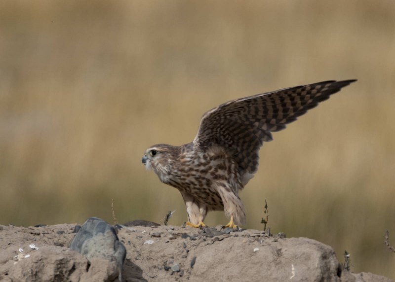 Дербник (Falco columbarius)