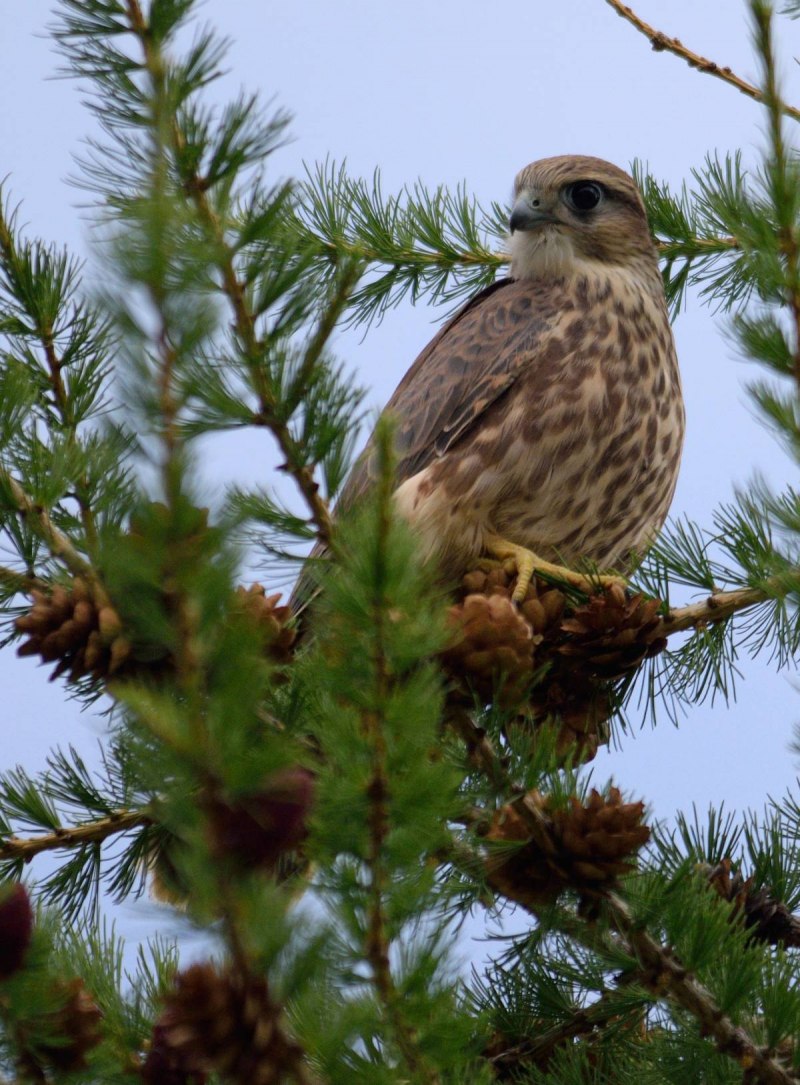 Дербник (Falco columbarius)