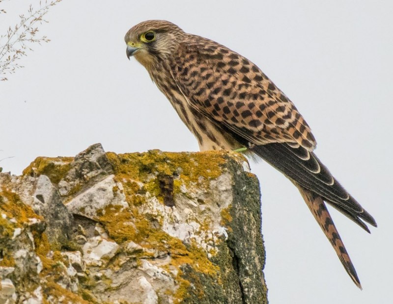 Дербник (Falco columbarius)