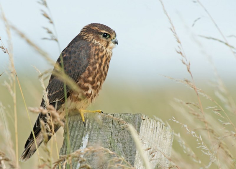 Falco columbarius lymani