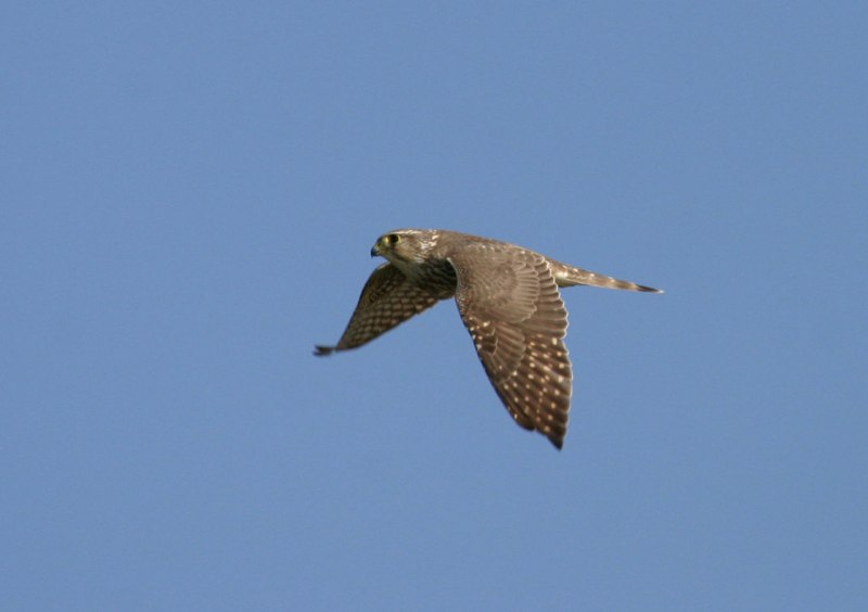 RSPB