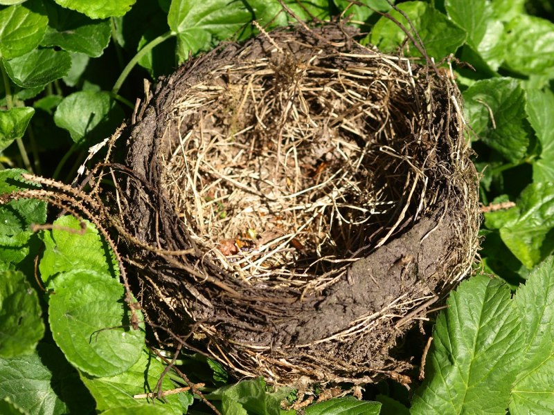 Nest гнездо