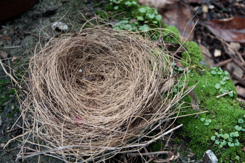 Карточка Nest-гнездо