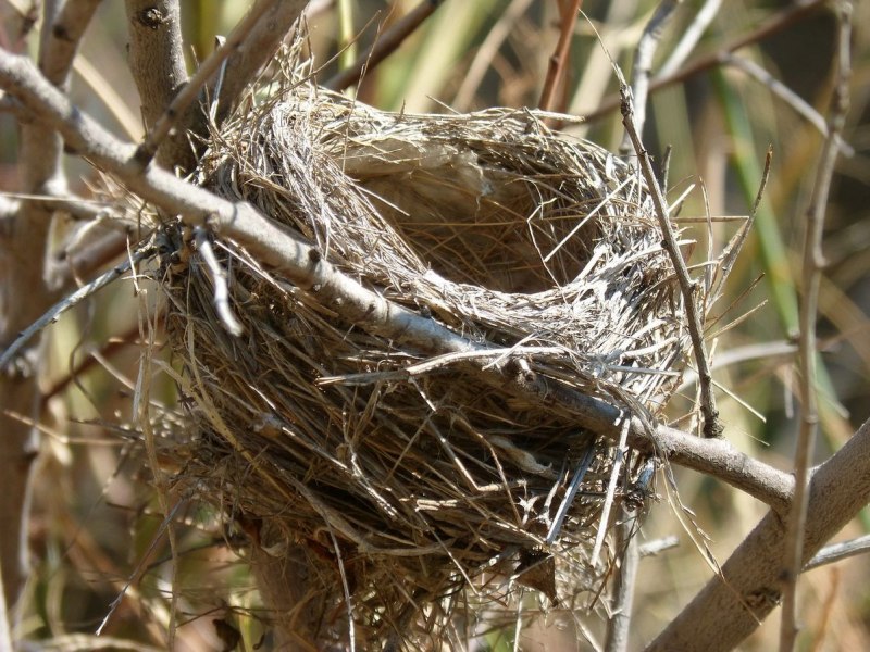Nest гнездо