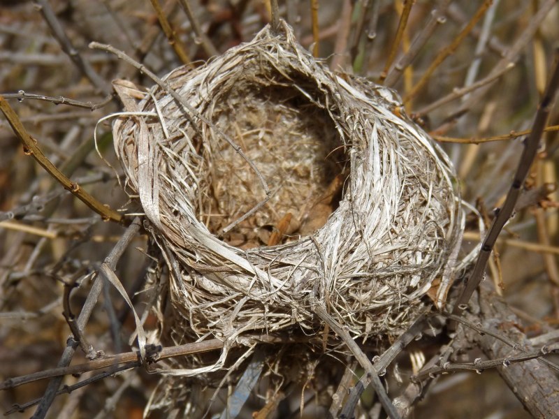 Nest гнездо