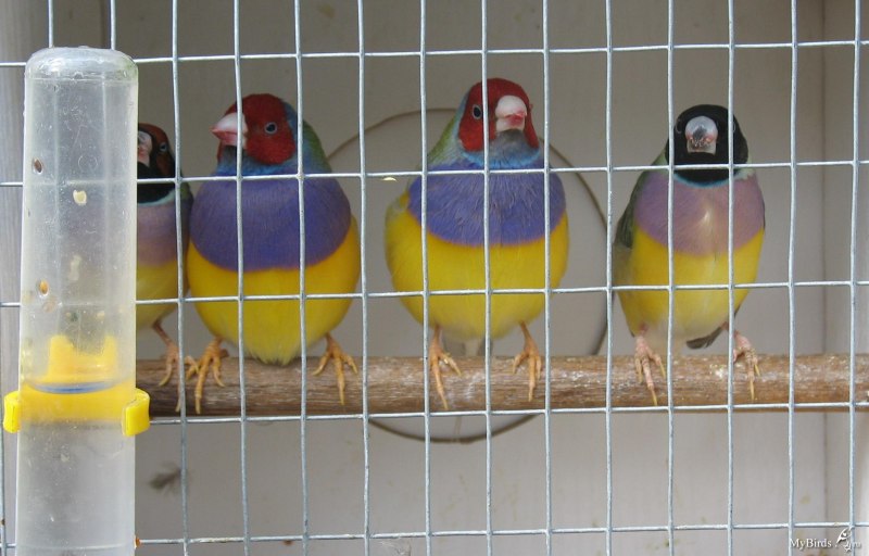 Gouldian Finch птенец
