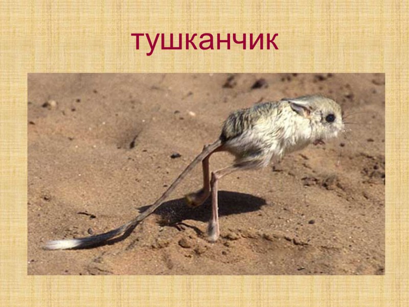 Гобийский тушканчик