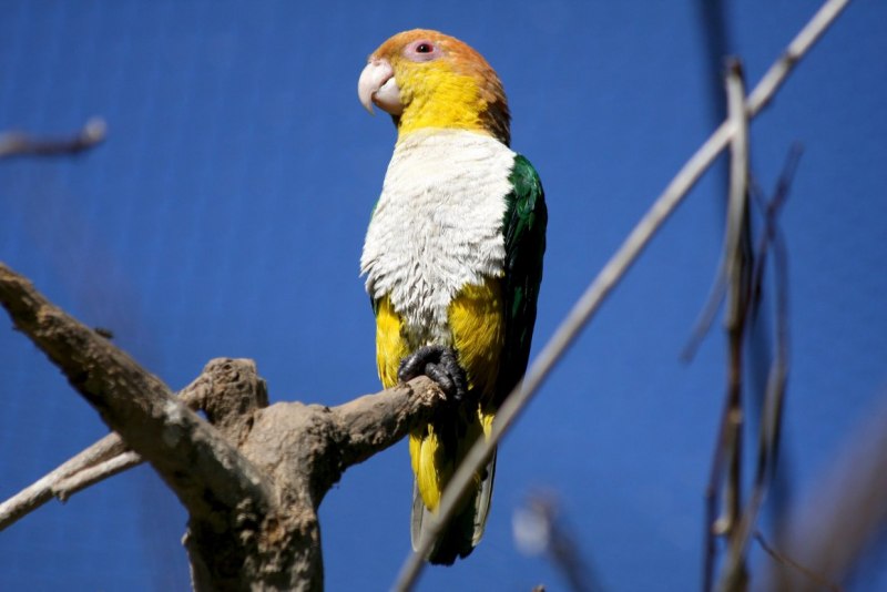 Black headed Caique
