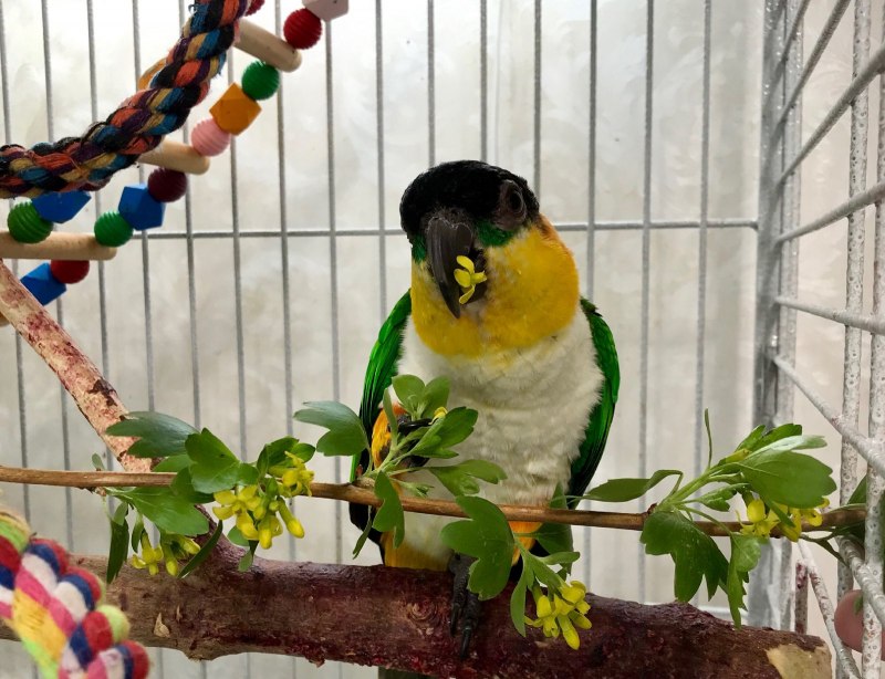 White bellied Caique попугай купить
