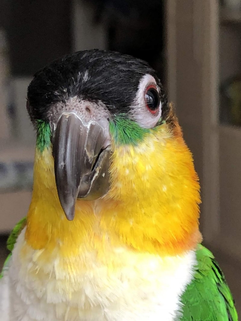 Black headed Caique