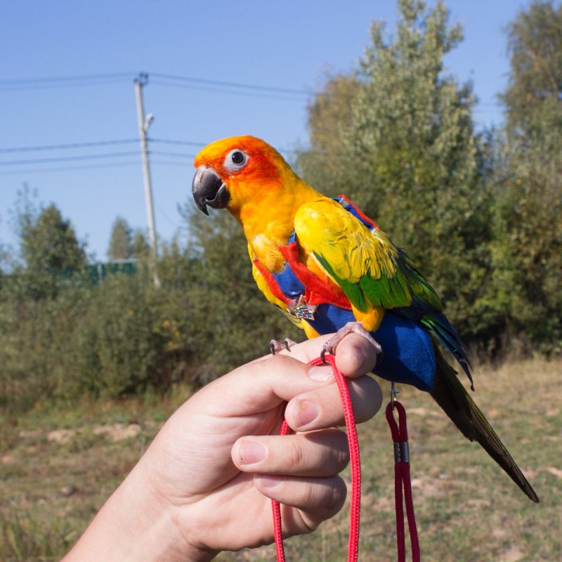 Попугай каик Троицк Челябинская область