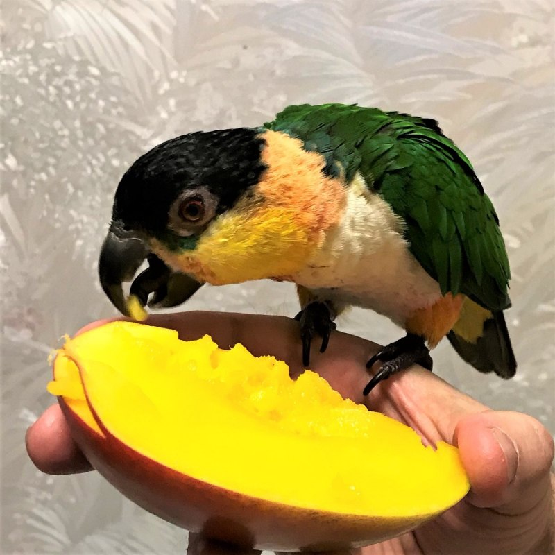 Pionites melanocephalus