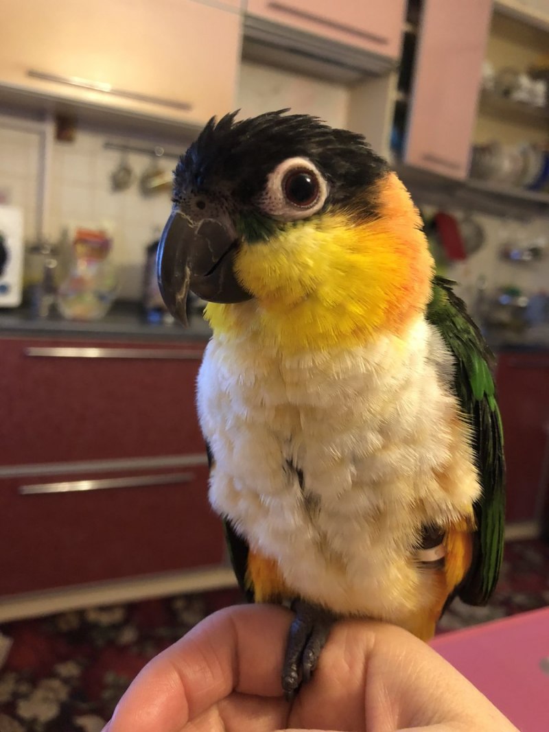 Каик в природе
