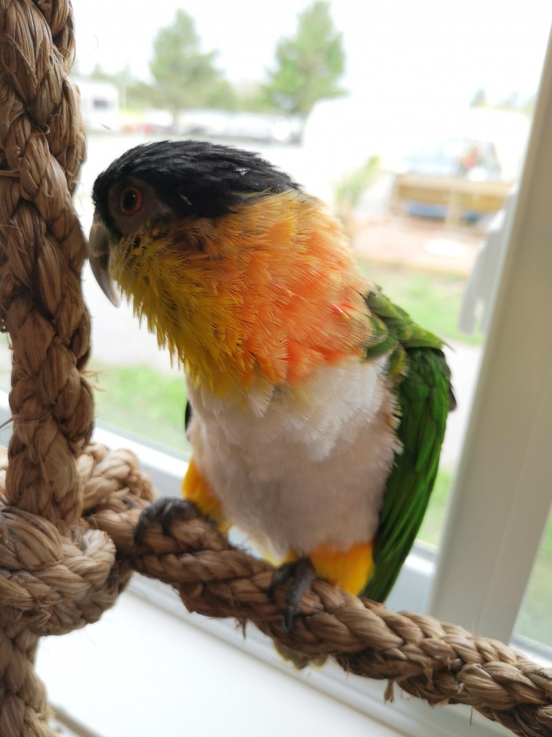 Caique Parrot попугай