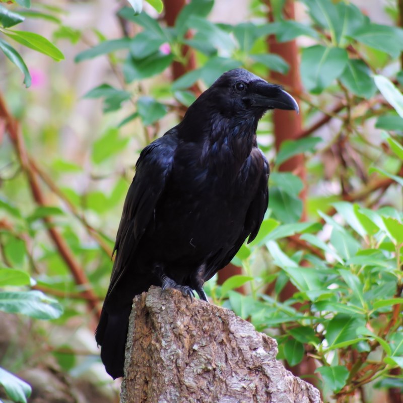 Семейство врановые - Corvidae