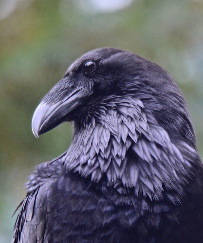 Corvus Corax птица