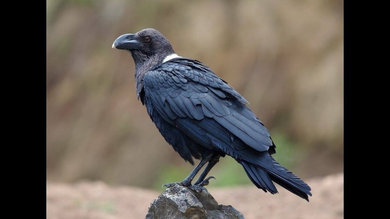 Черный ворон Corvus Corax