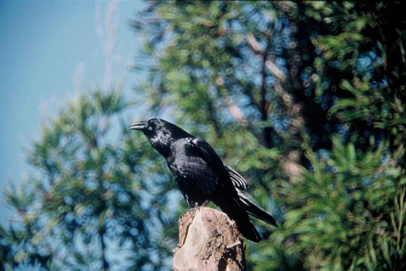 Corvus Corax птица
