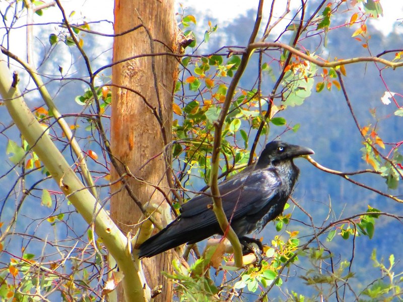 Corvus cryptoleucus
