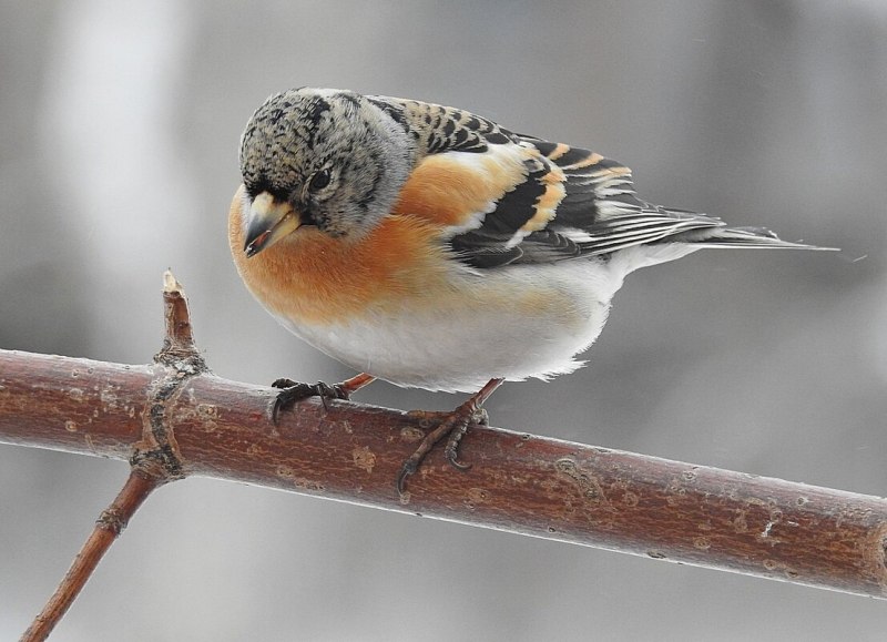 Юрок (fringilla montifringilla).