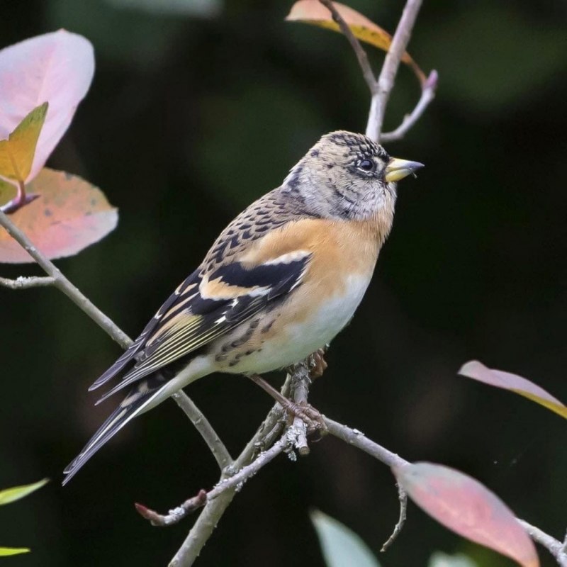Юрок (fringilla montifringilla).