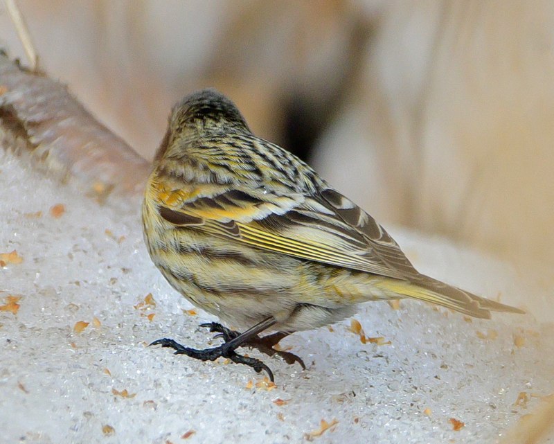 Красношапочный вьюрок (Serinus pusillus).