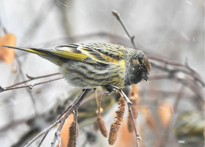 Юрок (fringilla montifringilla).