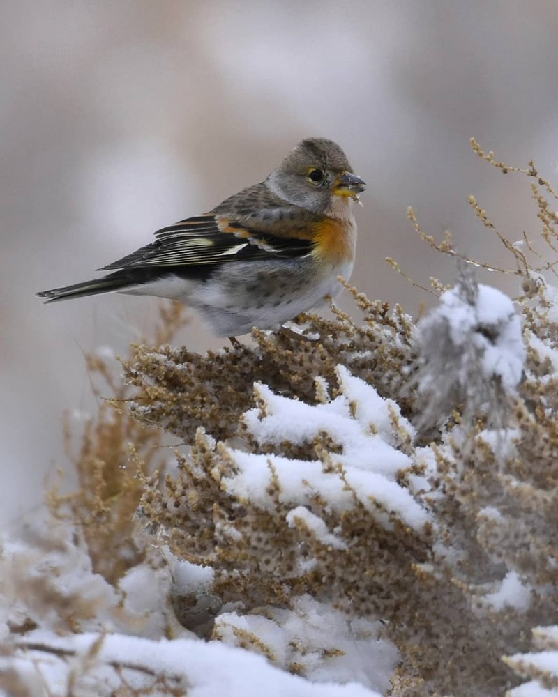 Юрок (fringilla montifringilla).