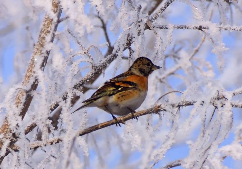 Корольковый вьюрок (Королевский вьюрок) (Serinus pusillus)