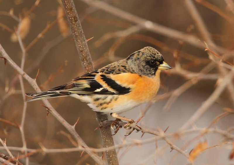 Юрок (fringilla montifringilla).