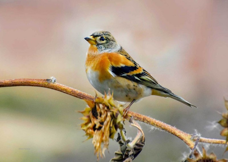 Feed Birds in Cold Seasons