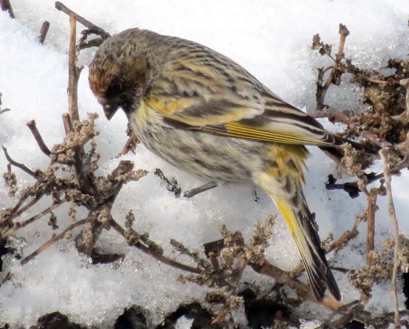 Юрок (fringilla montifringilla).