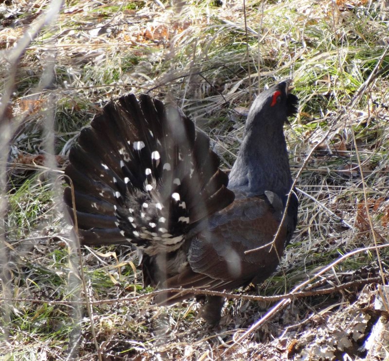 Falcipennis canadensis