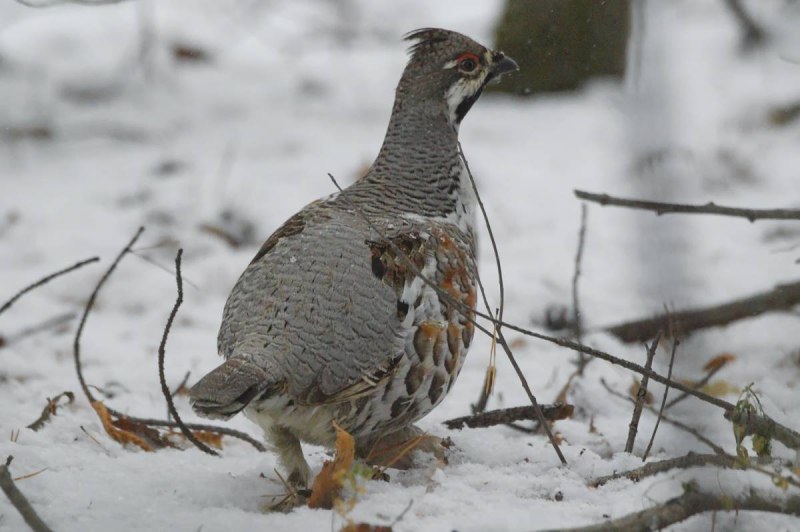 Lekking Capercaillie