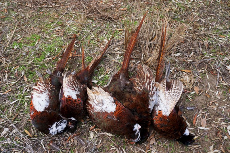 Голубой тетерев / Dendragapus Obscurus