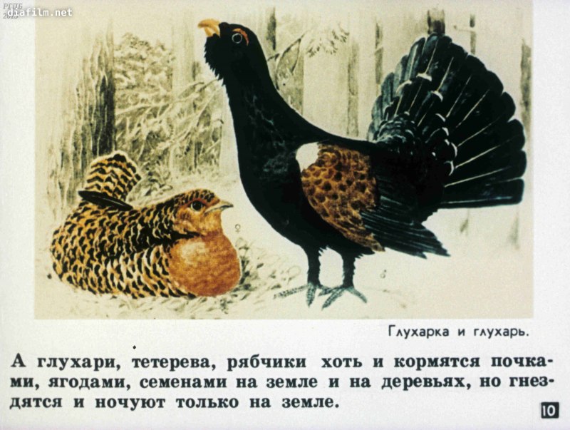 Тетерев Глухарь фазан куропатка