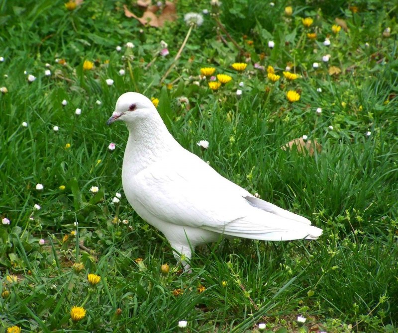 Gygis Alba