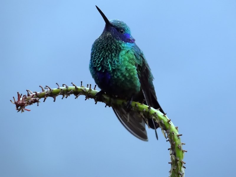 Кроншнеп средний – Numenius phaeopus