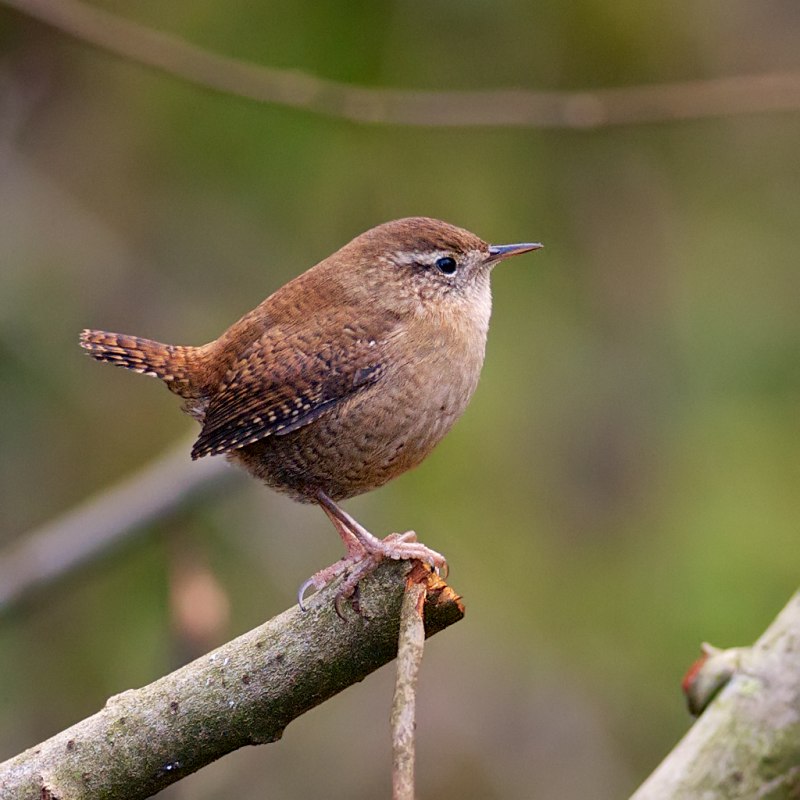 Jenny Wren