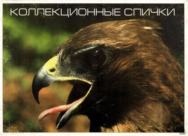 Орел с открытым клювом