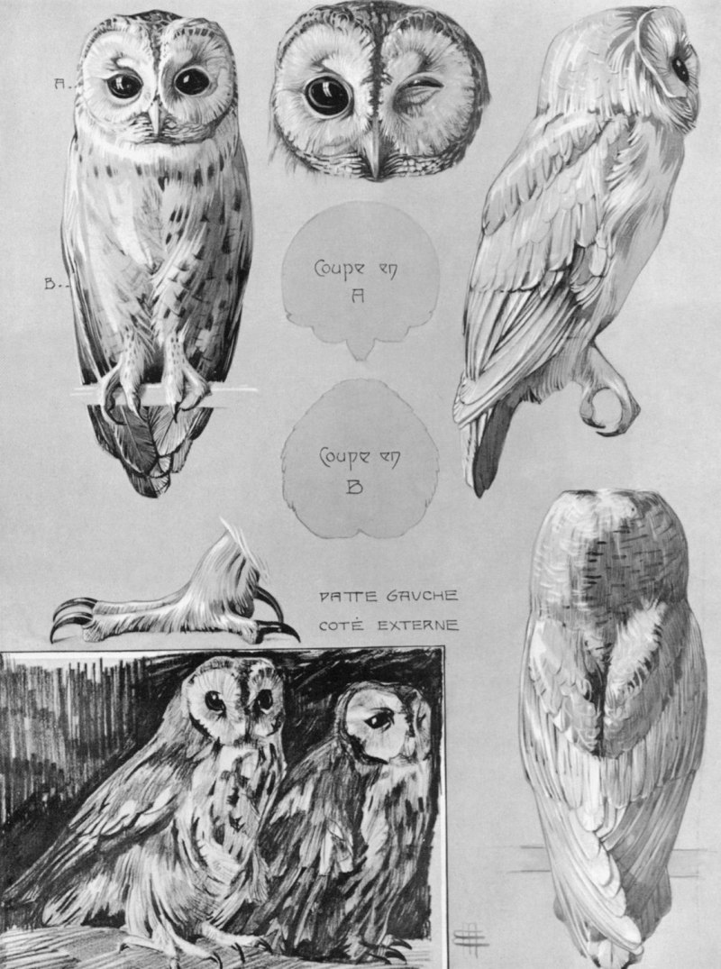 Eurasian Eagle Owl Prey