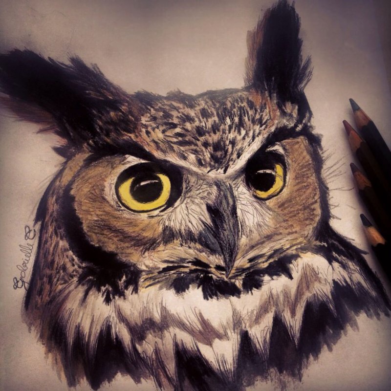 Eurasian Eagle Owl Attack