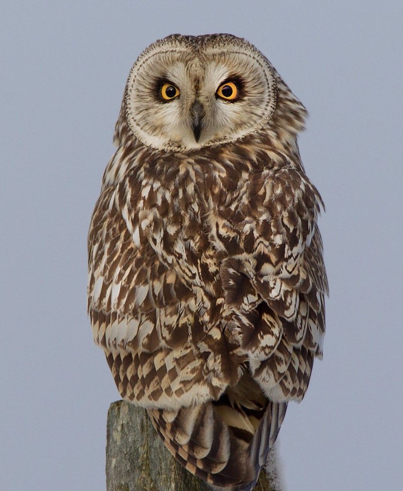Arts owleagle Филин вор