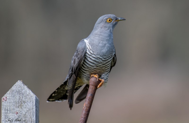 Streptopelia decaocto