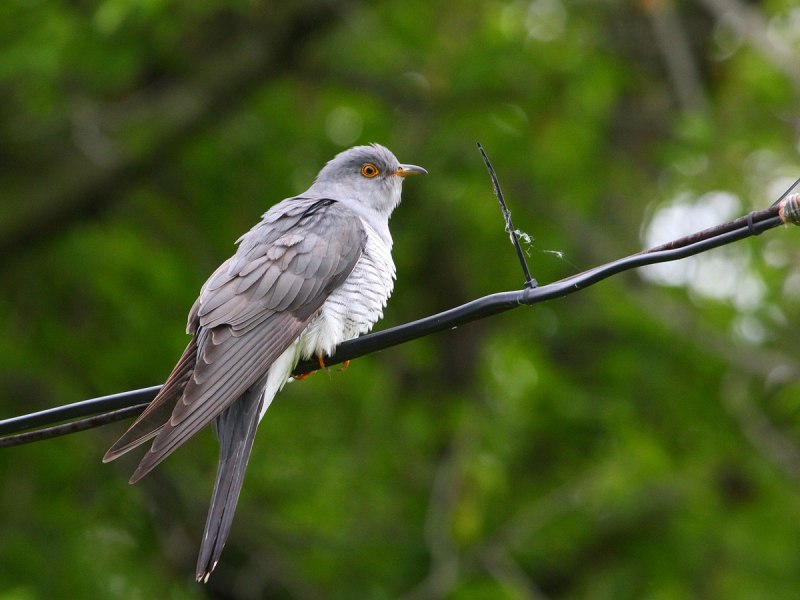 Птица Cuculus canorus