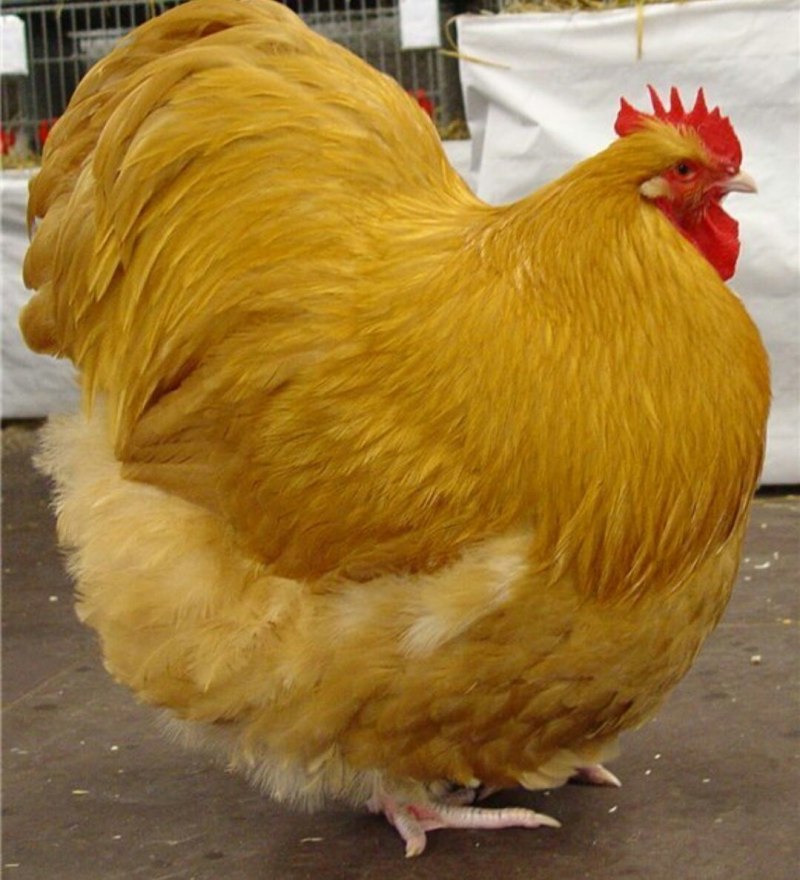 Отряд куриные индейковые