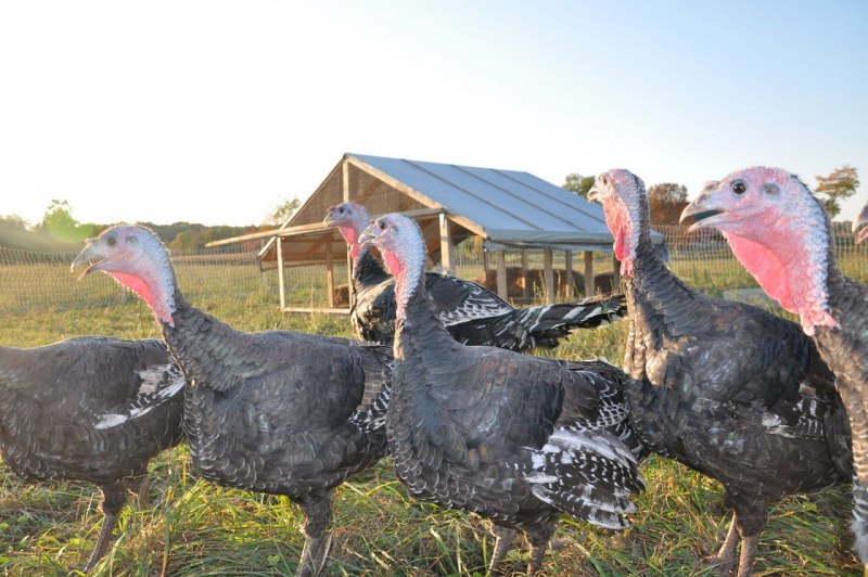 Black cock курица