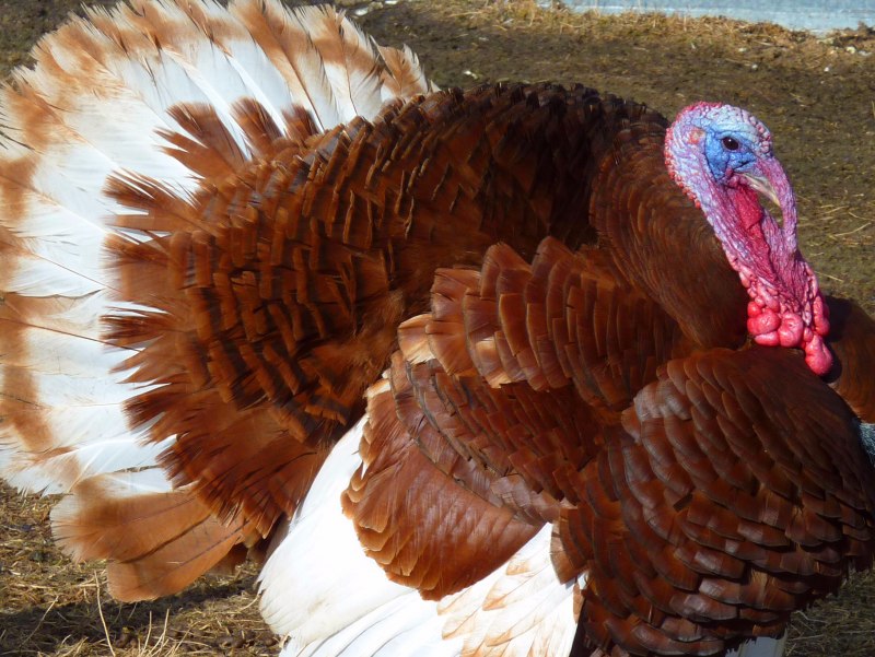 Meleagris gallopavo