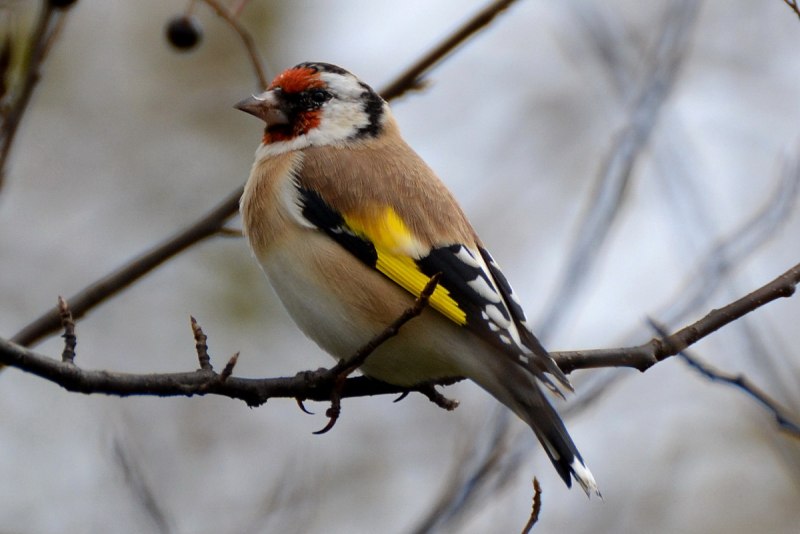Обыкновенный щегол Carduelis Carduelis