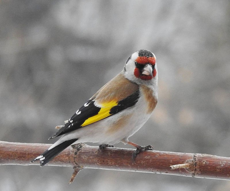 Щегол (Carduelis Carduelis)